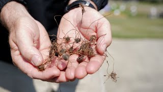 Get It Growing How to Combat Nutsedge [upl. by Neetsuj]