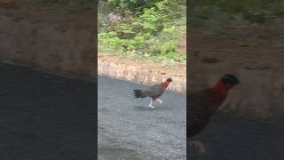 Tragopan at Ura Bypass Bumthang bhutan travel [upl. by Whittaker]