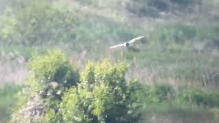 ShortEared Owl RSPB Rainham Marshes 260523 [upl. by Aciraa]