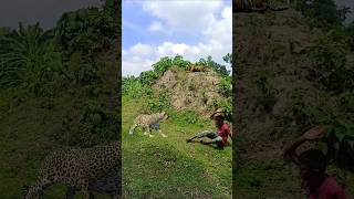 The tiger attacked the boy inside the forest vfx tiger shorts leopard wildlife cheetah videos [upl. by Torrey]