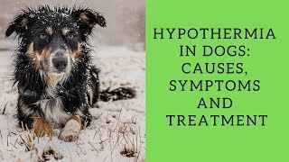 Hypothermia In Dogs Causes Symptoms And Treatment [upl. by Ytima223]