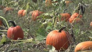 How to Harvest and Store Pumpkins [upl. by Jansen]