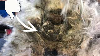 Matted dog hair removal [upl. by Apps833]