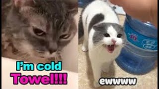 These Cats Can Speak English  TALKING CATS quotMEOWquot Language  Tiktok pets Video [upl. by Eicul730]