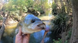 Have You Ever Seen A SQUIDGIE Soft Plastic Lure FISHED Like This Before [upl. by Roland]