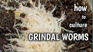 How to culture GRINDAL WORMS  live food for ornamental fish tagalog with eng sub [upl. by Asserat]