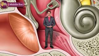 Gross Anatomy of the Middle Ear  Boundaries Contents and Functions  Animation [upl. by Ginder460]