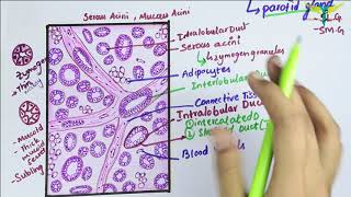 Histology of Parotid Gland\ Serous Salivary Gland Histology [upl. by Laith125]