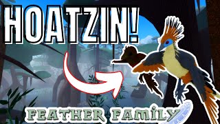 NEW HOATZIN AND SWAMP IN FEATHER FAMILY 🌴🐓 [upl. by Spence]