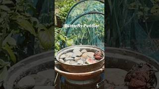 Create a butterfly puddler in your garden to attract butterflies and other pollinators [upl. by Haig]