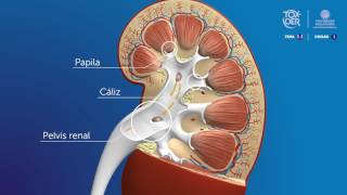 Fisiología renal reabsorción renal de sodio rápido y sencillo [upl. by Lewls]