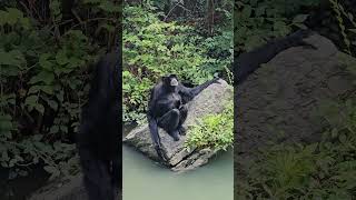 found my family Cincinnati zoo [upl. by Dutchman]