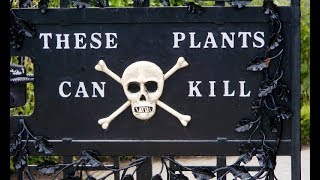 Beware of these plants  These plants can kill you  7 deadly plants [upl. by Anderea]