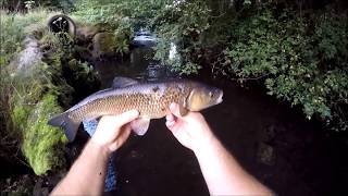 Pêches faciles pour lété partie 2  Le chevesne à la mûre [upl. by Danit]