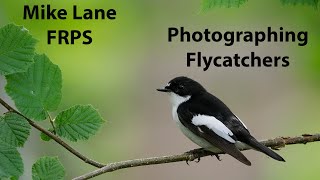 Photographing Pied and Spotted Flycatchers [upl. by Xuaeb719]