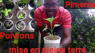 Mise en pleine terre des cultures piments et poivrons [upl. by Hnacogn]