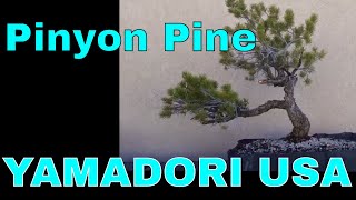 YAMADORI USA  Pinyon Pine [upl. by Lorrimer135]