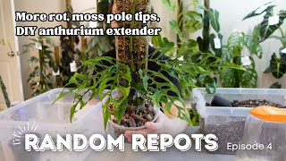 Chatty Repot with me Monstera Alocasia Anthurium and more Repots Episode 4 [upl. by Lletnom82]