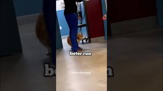 Disapproval corgi seeing vet [upl. by Anavoj163]