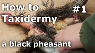 How to Taxidermy a Black Pheasant 1  Skinning Fleshing Tanning [upl. by Abner366]