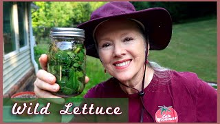 How to make Wild Lettuce TINCTURE for pain amp sleep [upl. by Jamie]