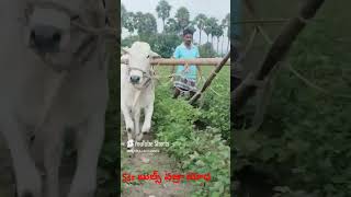 వీడియో నచ్చితే like amp subscribe frndsytshortsfarmerongole bulls [upl. by Ikuy]