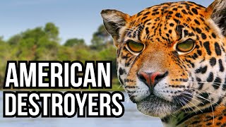 3 South American Animals That Would Destroy The Floridian Ecosystem [upl. by Asnerek161]