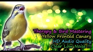 Yellow Fronted Canary Or Green Singing Finch Song Serinus mozambicus for Therapy amp Bird Mastering [upl. by Gretna109]