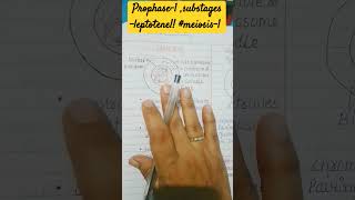 Prophase 1leptotene meiosis 1 bouquet stage of chromosomesneet2024 basics [upl. by Aniret]