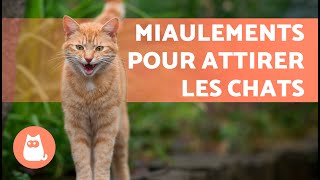 BRUITS pour ATTIRER VOTRE CHAT📣🐈 MIAULEMENT de CHAT pour ATTIRER votre CHAT [upl. by Eolcin]