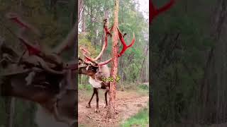 How longhorned deer relieve itching Xiaoluge Wild animals up close Confusing animal behavior Am [upl. by Quintessa16]