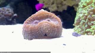 Lobophyllia Brain Coral Time Lapse [upl. by Phelips]