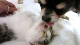 Chihuahua puppy loves his kitten [upl. by Nilson609]