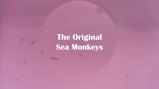 Incredible Time Lapse of The Classic Sea Monkeys Kit [upl. by Hewe]