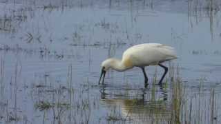 How a Spoonbill eats Lepelaar op Terschelling [upl. by Island]