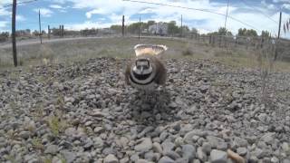 Killdeer aggressively protecting its nest Broken wing display [upl. by Ssilb996]