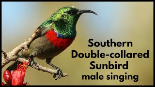 SOUTHERN DOUBLECOLLARED SUNBIRD male song [upl. by Aihsenor386]