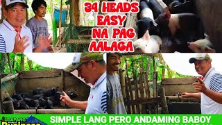 34 ANG BABOY LUMAGO ANG BACKYARD PIGGERY BUSINESS  MODEL BABUYAN CARAYCAYON TIGAON CAMSUR [upl. by Ricketts731]