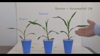 Solo Cup Demo Starter Fertilizer with Accomplish LM [upl. by Ahterod]