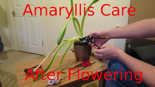 Amaryllis Care After Flowering [upl. by Sul]