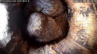 Two screech owl roosting in owl box 8 together 282024 [upl. by Recha]