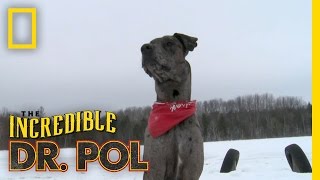 Charles Great Dane  The Incredible Dr Pol [upl. by Solange335]