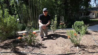 My new protea garden is planted  favorite leucospermums  tips to get started  drip system [upl. by Neehcas]