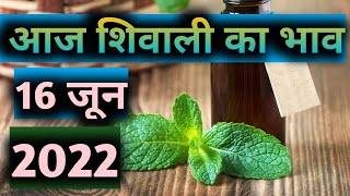 Mentha oil Rate today आज शिवाली का भाव 16 Jun mentha oil 16 Jun mentha price 16 Jun 2022 [upl. by Irdua]