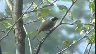 Magee Marsh Wildlife Area [upl. by Htebasile]