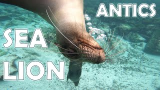 Sea lions underwater playing with a rock pestering a sea turtle and having fun in the Galapagos [upl. by Aihsiym]