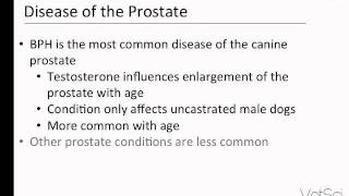 Canine Benign Prostatic Hyperplasia [upl. by Assennev]