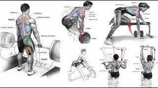 15 TOP BACK EXERCICES  Meilleurs exercices pour le dos [upl. by Ailssa516]