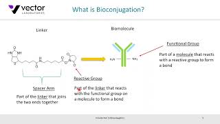 Webinar An Introduction to Bioconjugation [upl. by Oiramed]