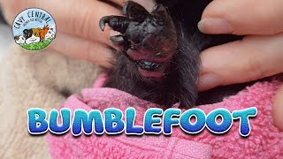 Guinea pig bumblefoot journey with Midnight [upl. by Danczyk]